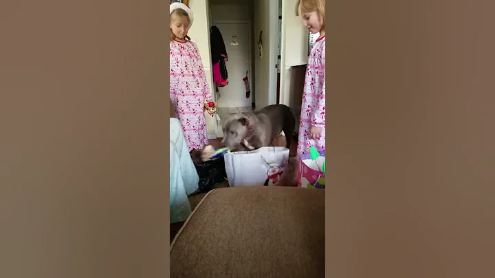Christmas dog