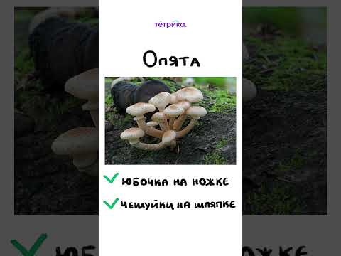 Как отличить ядовитый гриб от съедобного?🍄