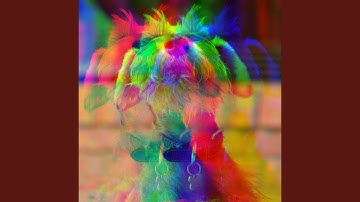 Wondrous Backdrops for Doggo Resting