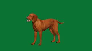 Vizsla Dog 3D Model by Nyilonelycompany 28 views 2 weeks ago 49 seconds