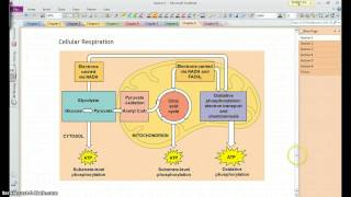 AP Biology - Chapter 9, section 1-4