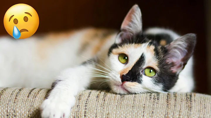 Watch the video about Silliest CATS on Earth 😂 Funny Cats Videos