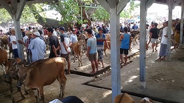 Suasana pasar sapi di pulau Lombok