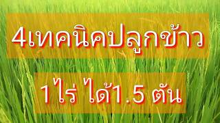 ปลูกกข้าว 1ไร่1.5 ตัน ด้วย มีเฮงน้ำหมักชีวภาพ