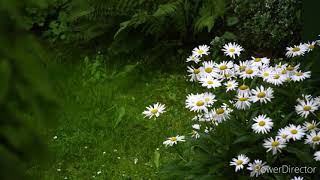 Beautiful and Relaxing recitation of Surah At-Tin by Hafiz Muhammad Khalil ur Rehman