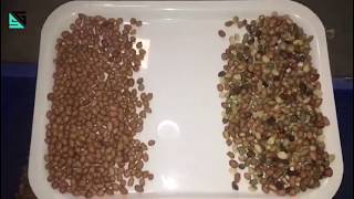 SG groundnut peanut sorting machine/color sorter machine