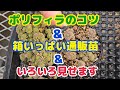【多肉植物】【いろいろ】ポリフィラのコツ&箱いっぱい通販&いろいろ見せます(笑)2026年5月12日