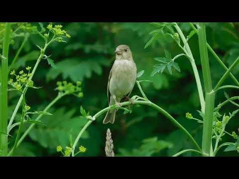 Обыкновенная чечевица.