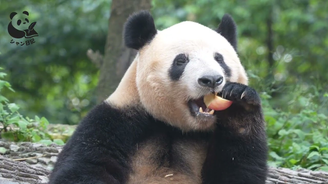 今日11時シャンシャンがまるごと1個、大きくて赤いリンゴを食べていた