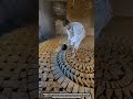 How Circular Brick Geometry Creates Smooth Symmetrical Floor Art