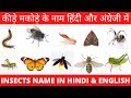 INSECTS NAME IN HINDI AND ENGLISH WITH PICTURES | INSECTS WITH NAME AND PHOTOS | INSECTS VOCABULARY