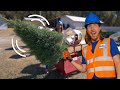 Explore A Christmas Tree Farm With Handyman Hal Pick The Perfect Christmas Tree On The Farm 