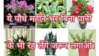 Six best plants to start gardening with in Hindi