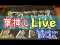 寝る前のちょこっと多肉Live！葉挿し作業