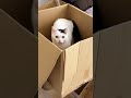 段ボールの中では荒ぶる猫