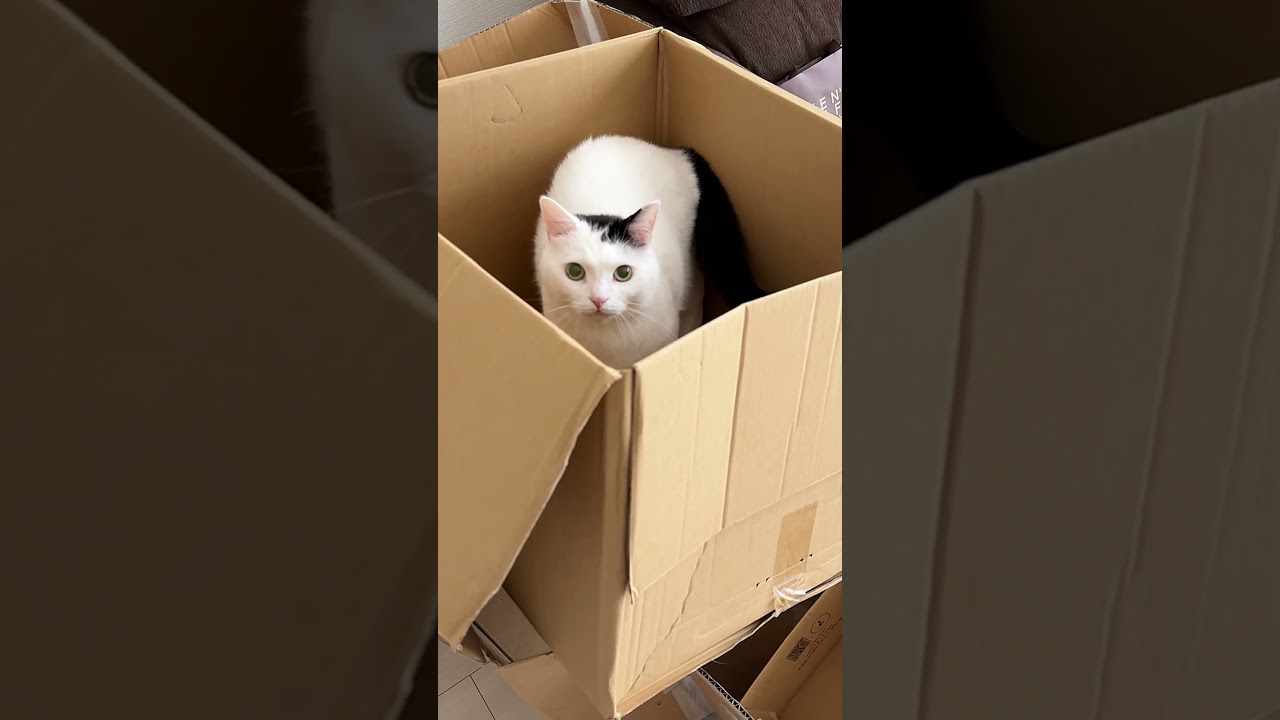 段ボールの中では荒ぶる猫