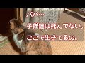 #12 子猫の無事を伝えたい母猫。戻ってこないパパ猫を呼び続けて、ついに報われた日。