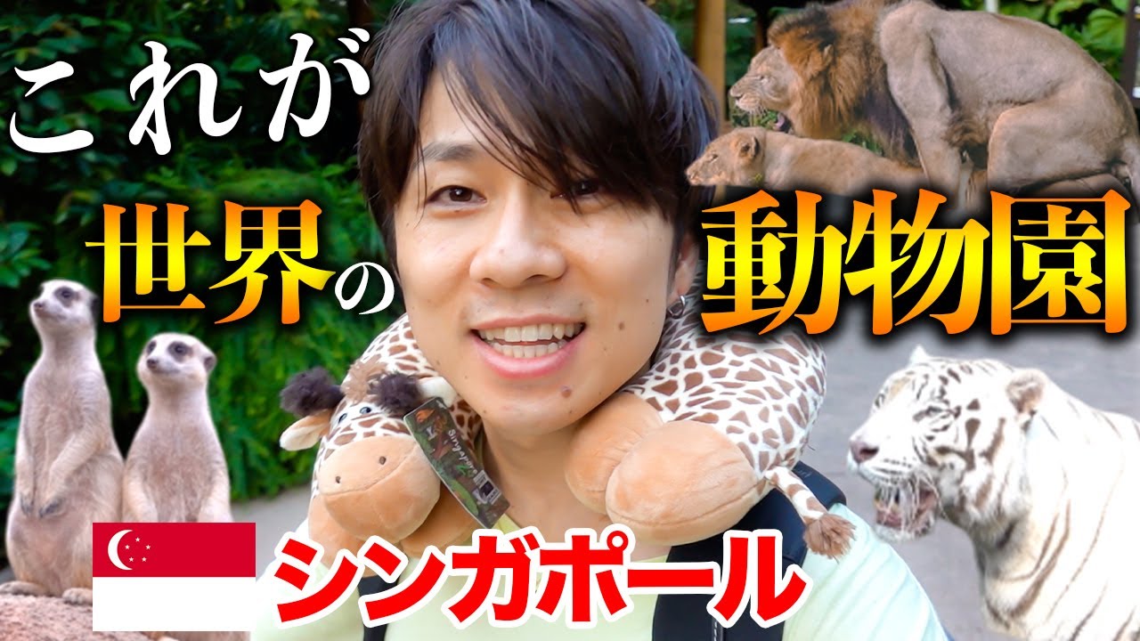 想像の100倍スゴい】シンガポール動物園ぼっち旅行VLOG！！【SINGAPORE