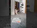 23 Year Old Cat Comes To Find Her Dad 🥰❤️