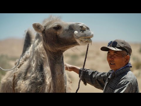 Video: Camello bactriano - el barco del desierto