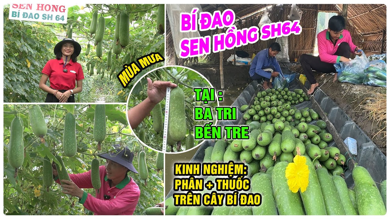 BÍ ĐAO SEN HỒNG SH64 TRỒNG TRONG TÂM ĐIỂM MÙA MƯA TẠI BA TRI BẾN TRE