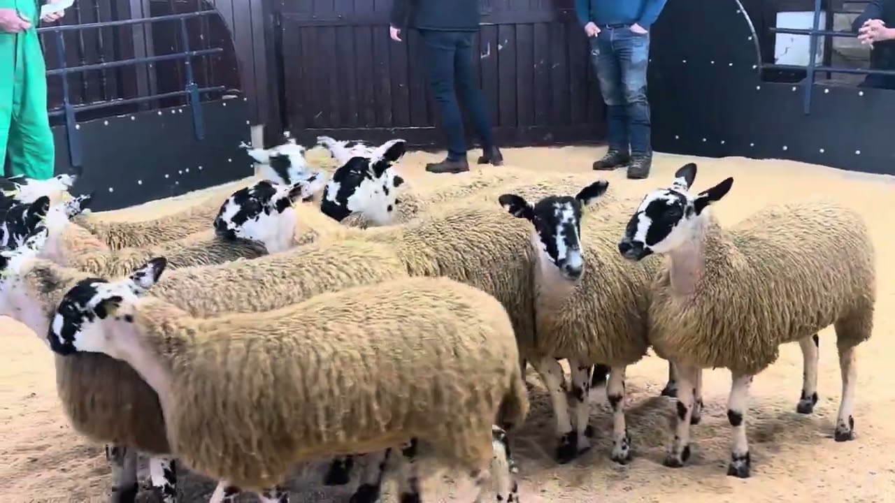 Lazonby Pre Sale Show Night 