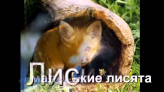 видео про шубы.avi(, 2012-03-26T13:26:26.000Z)