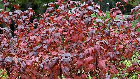 Où planter un physocarpus ?