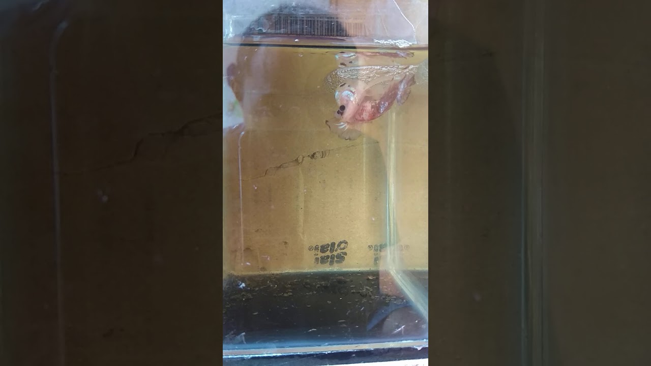 Ikan Koi Jember