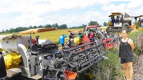 máy cắt lúa binh tóc độ cắt lúa quá nhanh giá lúa bán quá rẻ chủ ruộng kêu trời tập32 #maibangtv