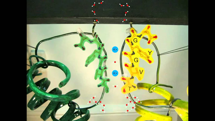 Pitt BIOSC 1810 KcsA Potassium Channel Conduction (full speed)
