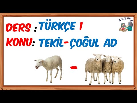 1. Sınıf Tekil ve Çoğul İsimler