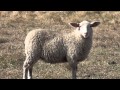 Shepherding 101: Reproduction