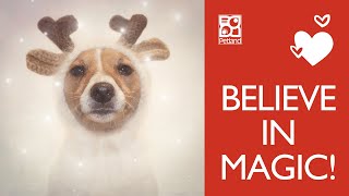 Holiday Happiness At Petland Frisco by Petland Frisco 5,815 views 2 years ago 16 seconds