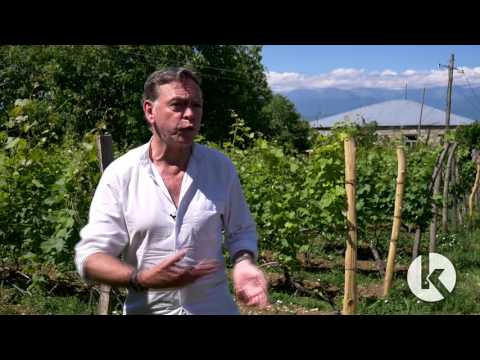 ცნობილი შოტლანდიელი ჟურნალისტის კახური ისტორია