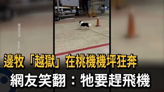 奇景！邊境牧羊犬「桃機機坪狂奔」 網友：牠要趕飛機啦－民視新聞