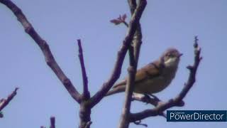 Penica Hnedokrídla Sylvia Communis