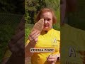 СЕЯЛКА ПЛЮС 👍 Супер удобная упаковка для посева! Сеем семена укропа ЕЛОЧКА 🌱#сад #дача #огород