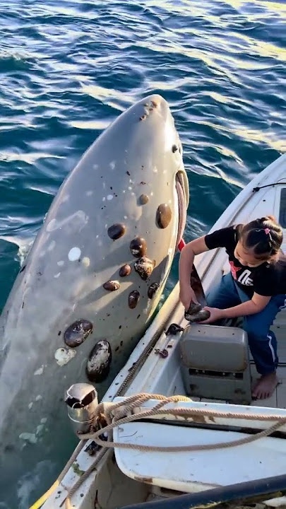 A CHILD HELPED THE WHITE WHALE REMOVE THE CLAMS FROM THE WHITE WHALE BODY AND ITS KIDS 002 ||