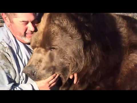 НЕОБЫЧНАЯ ДРУЖБА ЧЕЛОВЕКА И Медведя Гризли!Wrestling A Grizzly Bear In My Garden НЕОБЫЧНАЯ ДРУЖБА ЧЕЛОВЕКА И Медведя Гризли!Wrestling A Grizzly Bear In My Garden