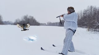 Упрямый тетерев,  пришлось выкапывать ногами. Зимняя охота на косача на лунках!