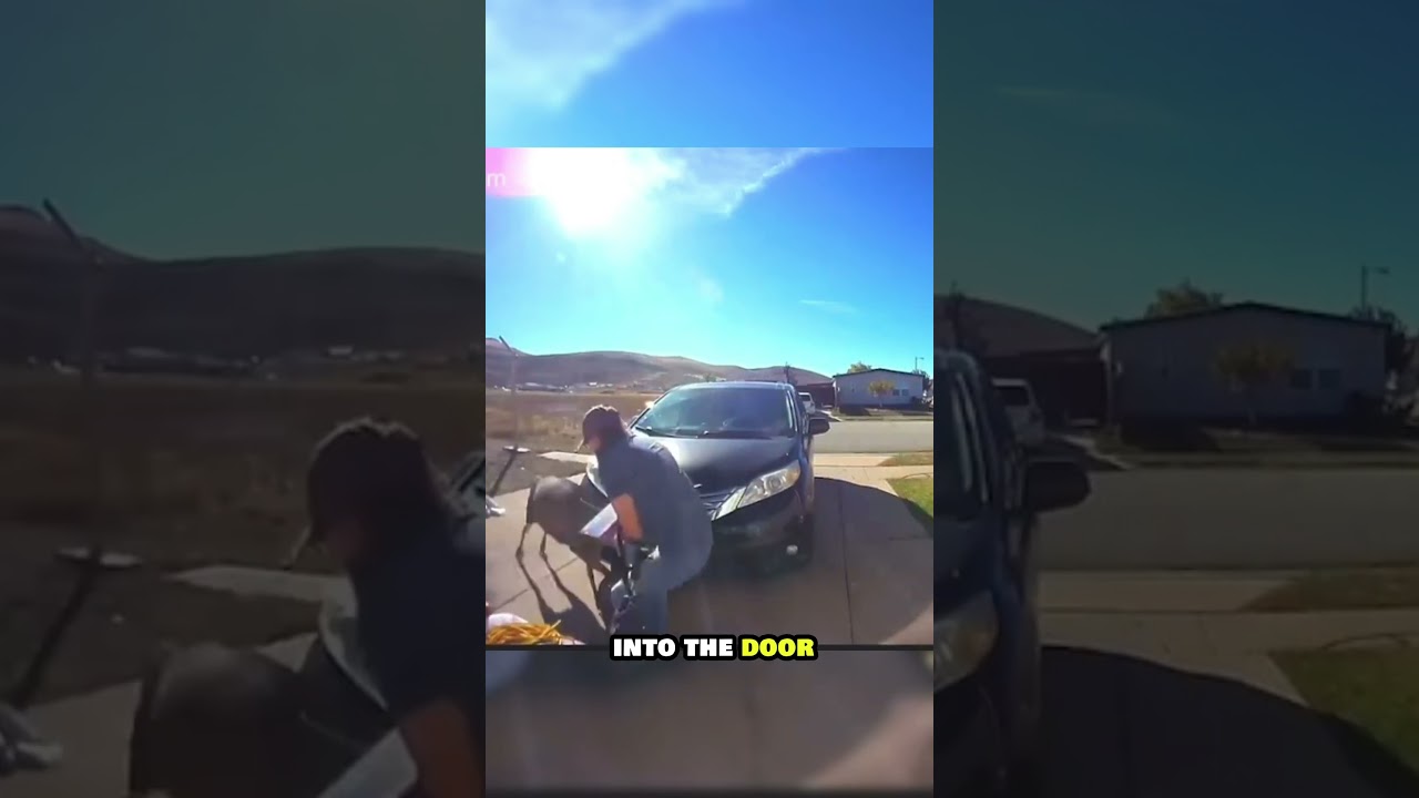 THIS DEER ATTACKING THE DOG #shorts #crime #animals #dog