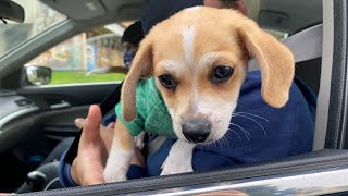 Free pet vaccine, microchip clinic draws hundreds of pet owners in Sacramento