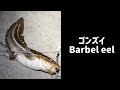ゴンズイを食べる【釣り】【蒲焼き】#ゴンズイ #釣り #蒲焼き