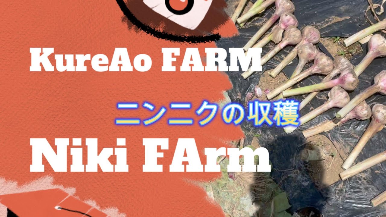 ニンニクの収穫とその後の処理 Kure Aofarm&Niki Farm 2024/5/18 - YouTube