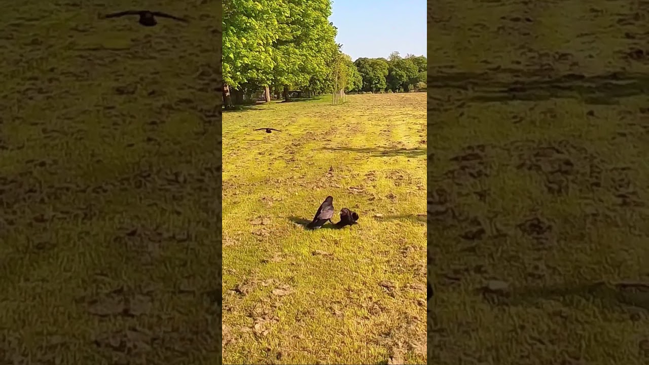 Aggressive Crows Fighting Over Cashew Nuts - Part 1 / Park Crows 4K