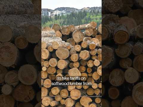 Why the US and Canada are fighting over lumber again #trump #shorts