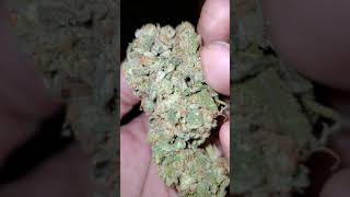 OG KUSH PRIVATE RESERVE UPDATE BUD REVIEW UP COMING GROW TUTUORIAL DNA OG Kush
