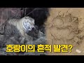 깊은 산에서 발견된 호랑이의 흔적💥 호랑이는 정말 없는걸까? l KBS 아마도 마지막 존재 220223 방송