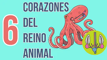 ¿Qué animal tiene 9 corazones?